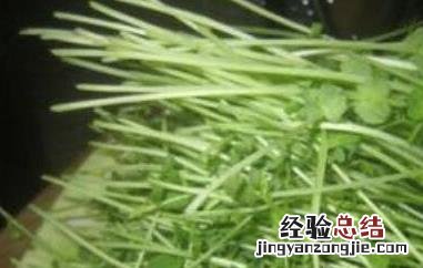 豌豆芽的功效与作用 豌豆芽的功效与作用禁忌