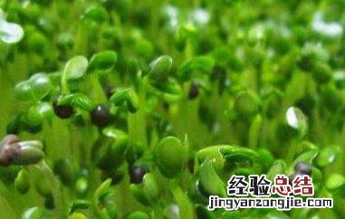 豌豆芽的功效与作用 豌豆芽的功效与作用禁忌