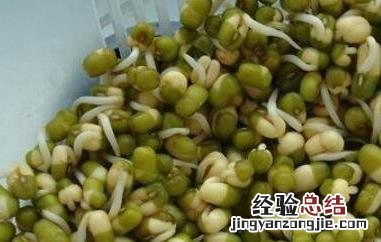 绿豆芽怎么发 绿豆芽怎么发豆芽的观察日记