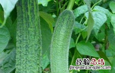 怎么种植丝瓜高产 怎么种植丝瓜