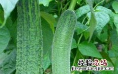 怎么种植丝瓜高产 怎么种植丝瓜