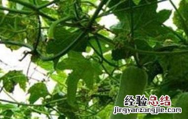怎么种植丝瓜高产 怎么种植丝瓜