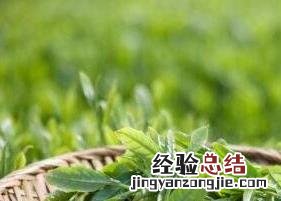 长喝绿茶的功效与作用 长期饮用绿茶功效
