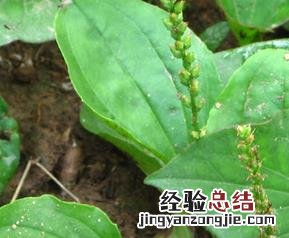 哪些野菜能治癌症鱼 哪些野菜能治癌症