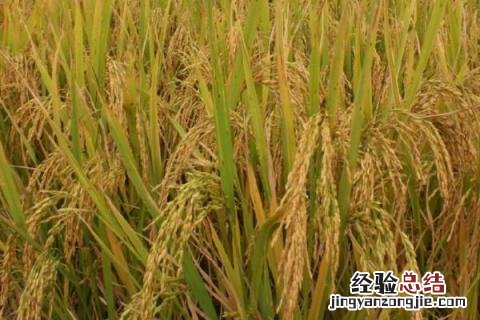 垦稻32详细介绍新品种 垦稻43水稻品种介绍