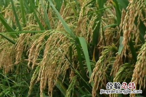 垦稻32详细介绍新品种 垦稻43水稻品种介绍