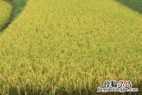 垦稻32详细介绍新品种 垦稻43水稻品种介绍