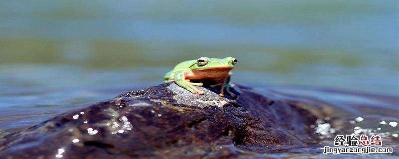 青蛙靠什么呼吸 青蛙靠什么呼吸什么辅助呼吸