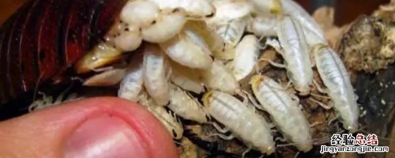 小蟑螂虫卵长什么样子? 蟑螂虫卵什么样子