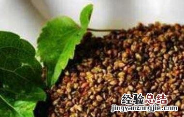 苦荞麦怎么吃最好减肥 苦荞麦怎么吃最好
