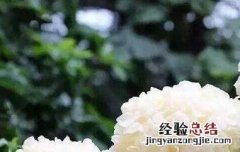 白木耳的功效与作用 白木耳的功效与作用吃法