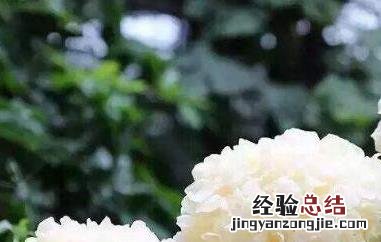 白木耳的功效与作用 白木耳的功效与作用吃法