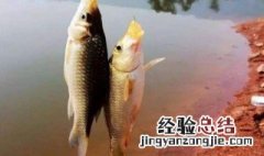 用海杆怎样钓鲤鱼用什么钩 初学者用海钩怎么钓鲤鱼?