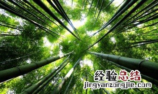 竹子是树吗是什么问题 竹子是树吗