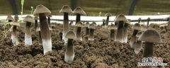 鸡枞菌种植栽培技术与配料，鸡枞菌什么季节开始种植