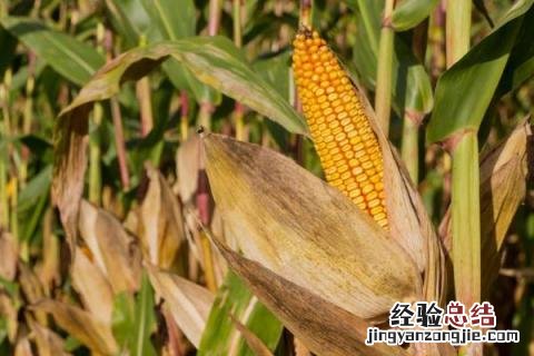 京农玉658玉米品种介绍 京农玉658玉米品种介绍豫丰