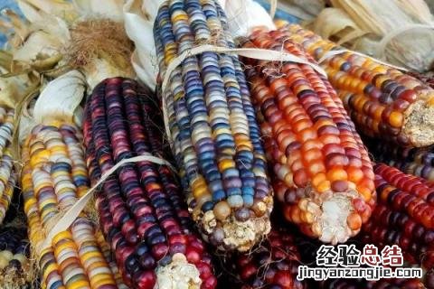 京农玉658玉米品种介绍 京农玉658玉米品种介绍豫丰