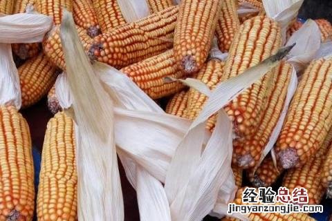 京农玉658玉米品种介绍 京农玉658玉米品种介绍豫丰
