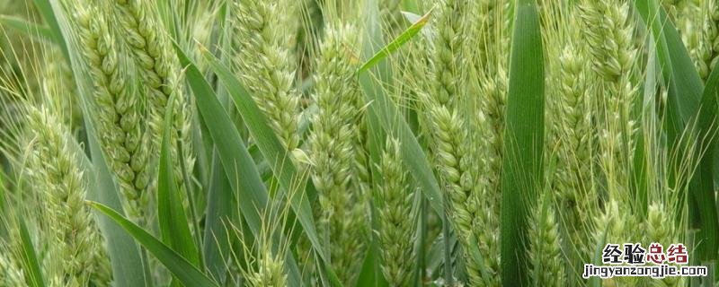 豫农908小麦品种介绍 豫农908小麦品种简介