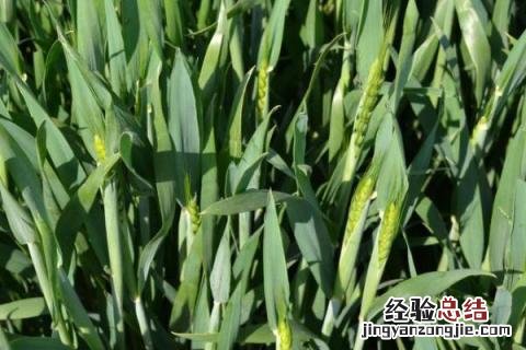 豫农908小麦品种介绍 豫农908小麦品种简介