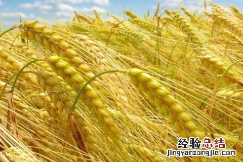 豫农908小麦品种介绍 豫农908小麦品种简介