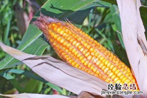 东单806玉米品种 东单2184玉米品种介绍