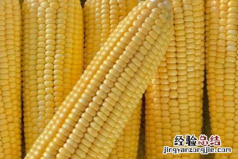 东单806玉米品种 东单2184玉米品种介绍