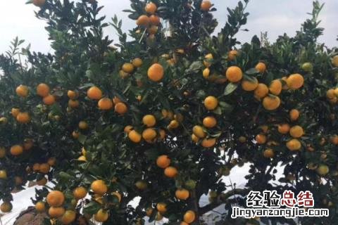 由良柑橘品种介 由良柑橘苗