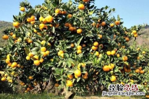 由良柑橘品种介 由良柑橘苗