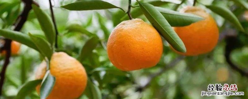由良柑橘品种介 由良柑橘苗