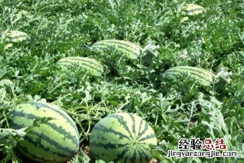 8424西瓜新品种 8424西瓜品种介绍