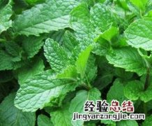药薄荷叶的功效与作用 薄荷叶的功效与药用价值