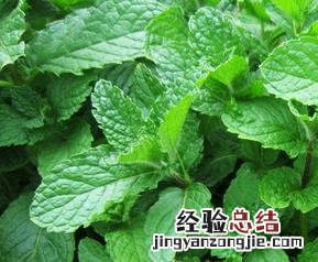 药薄荷叶的功效与作用 薄荷叶的功效与药用价值