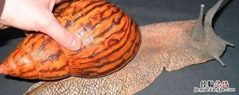非洲大蜗牛能不能吃掉钢筋拧种 非洲大蜗牛能不能吃