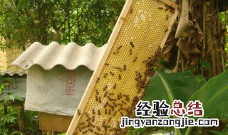 养蜜蜂如何开始,需要些什么 新手怎么样才能养好蜜蜂