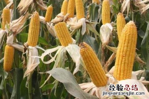 德单123玉米品种介绍 德单123玉米品种审定公告