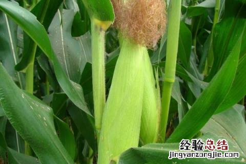 德单123玉米品种介绍 德单123玉米品种审定公告