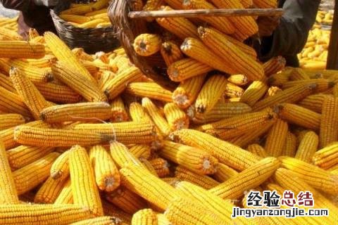 德单123玉米品种介绍 德单123玉米品种审定公告