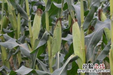 兆和815玉米品种介绍 兆和815玉米简介