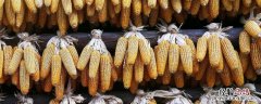 兆和815玉米品种介绍 兆和815玉米简介