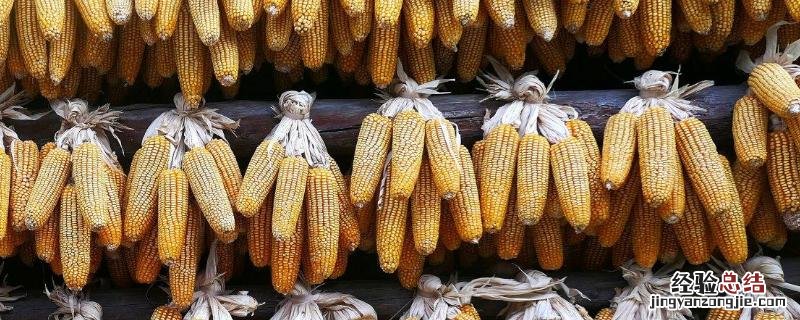 兆和815玉米品种介绍 兆和815玉米简介