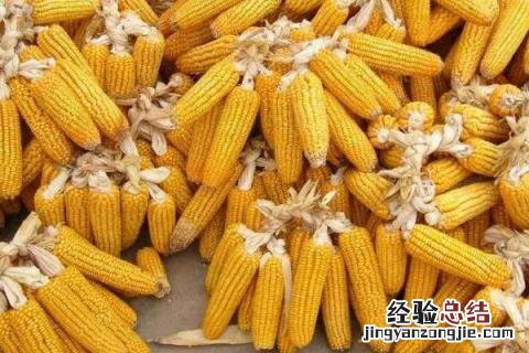 兆和815玉米品种介绍 兆和815玉米简介