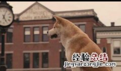 忠犬八公的故事 你了解吗？