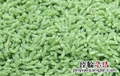 竹香米的功效与作用 竹香米的功效与作用及食用方法