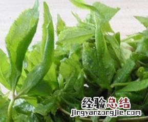 刺五加的功效及吃法 刺五加的食用功效与吃法