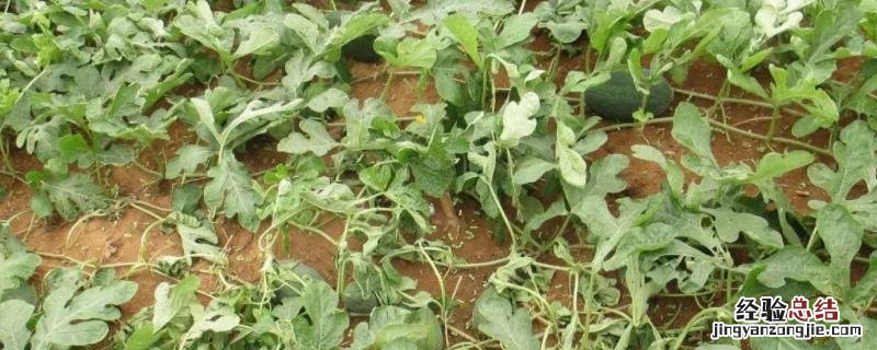 西瓜幼苗病害 西瓜病害，西瓜小苗病害图片防治