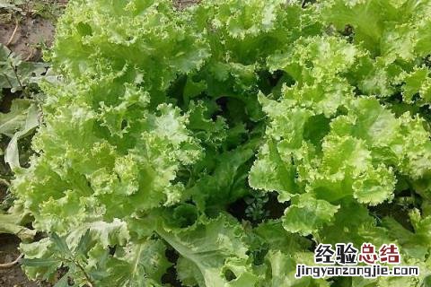 开春可以种什么蔬菜 现在春季可以种什么蔬菜呢