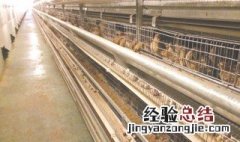 鹌鹑养殖前景怎么样 告诉你五点