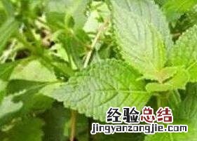 溪黄茶有什么作用 溪黄茶是什么茶