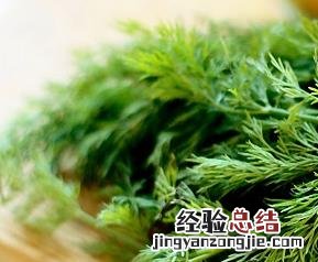 小茴香怎么做好吃视频 小茴香怎么做好吃